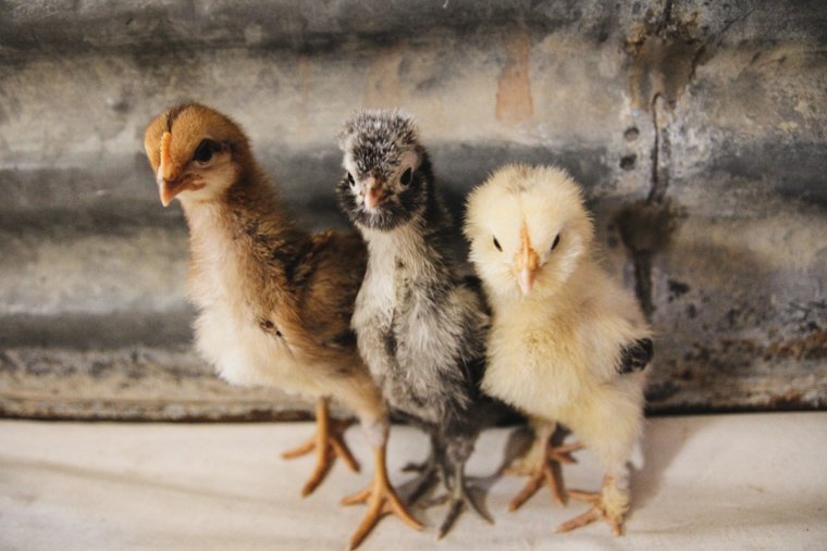 three 2-week old chicks stretching up to see what's going on