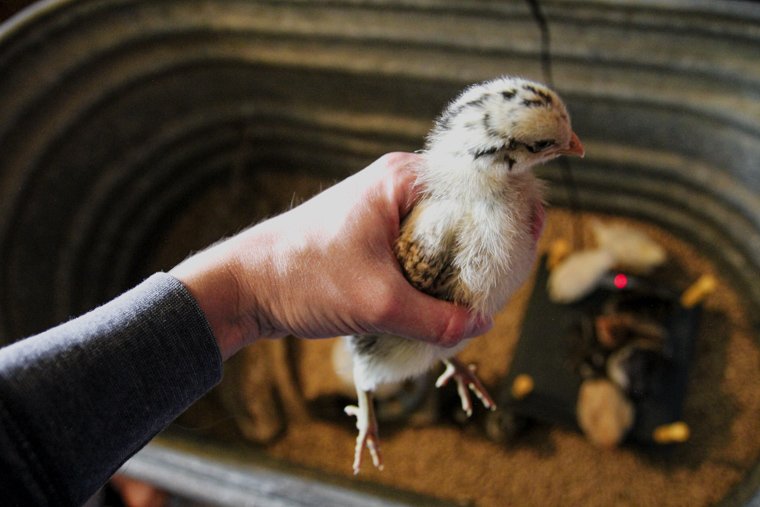 a hand holding a yellow speckled chick above the brooder for chicks