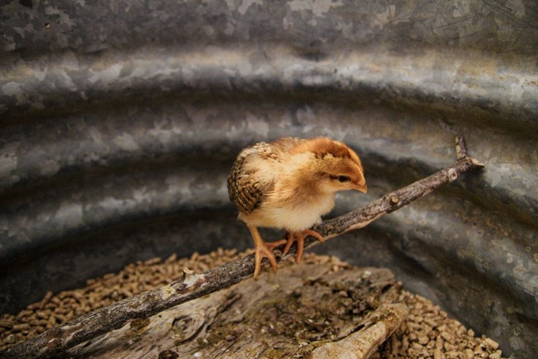 a Welsummer chick perched on a stick in the chick brooder