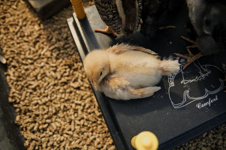 a buff orpington chick sitting on a brooder heating plate