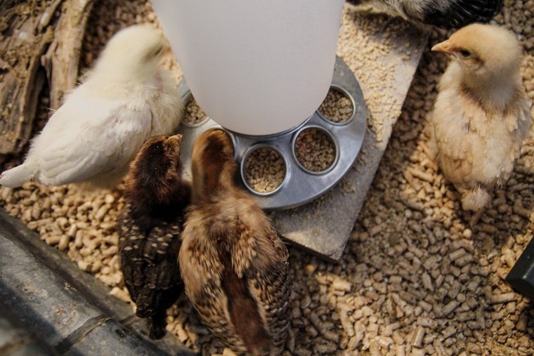 chicks feeding from a galvanized chick feeder