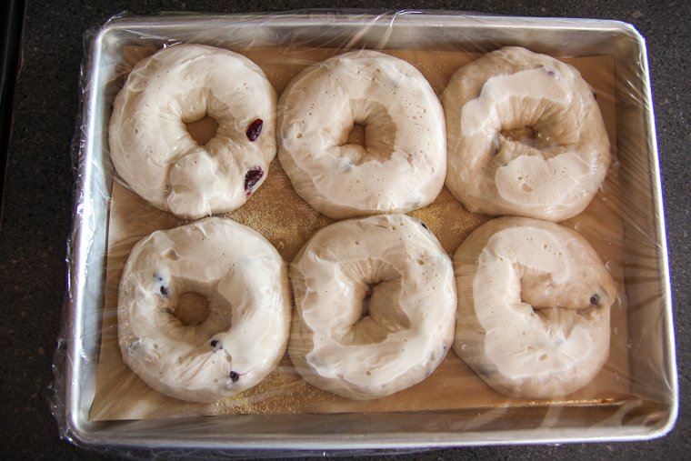 bagels shown after the long 12-hour proof in the refrigerator