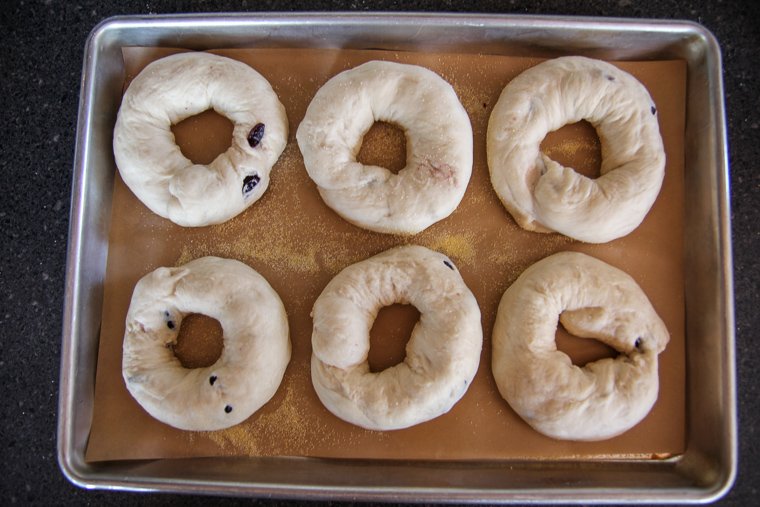 bagels arranged on a baking sheet with parchment paper and cornmeal