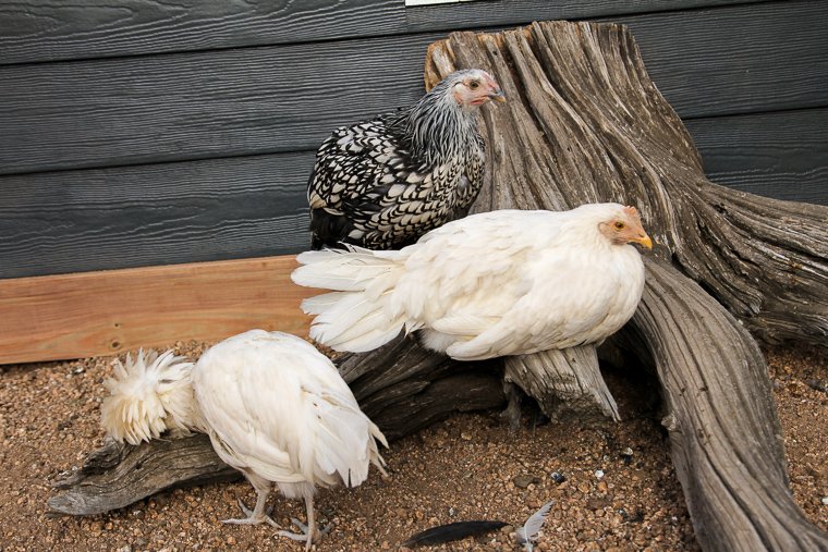 three 13-week old chickens