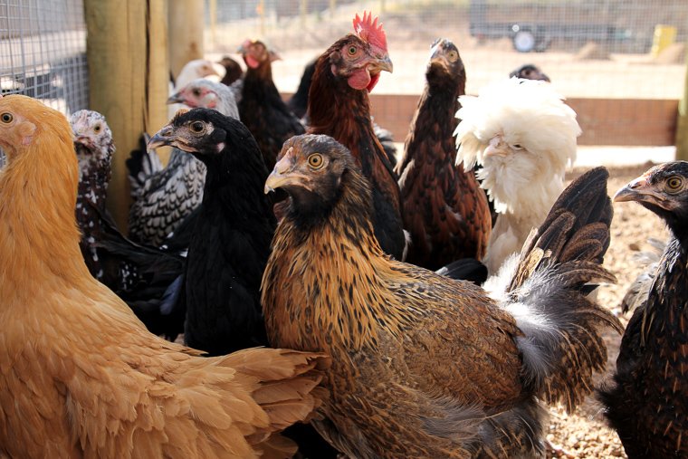 a picture of 13-week old chickens of mixed breeds standing together in a chicken run