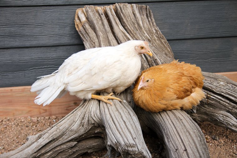 a 13-week old pearl-white leghorn and buff orpington sitting together on a tree stump