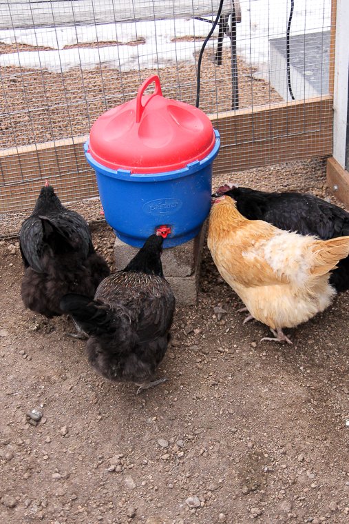 chickens drinking from our Premier heated chicken waterer
