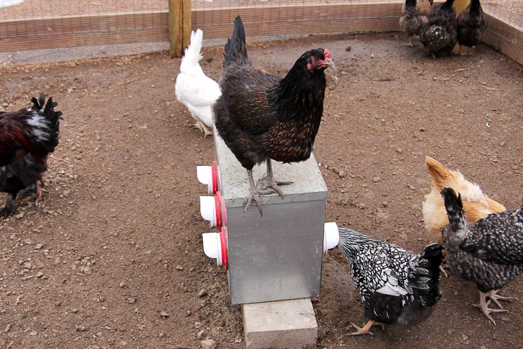 chicken supplies for a low-maintenance setup