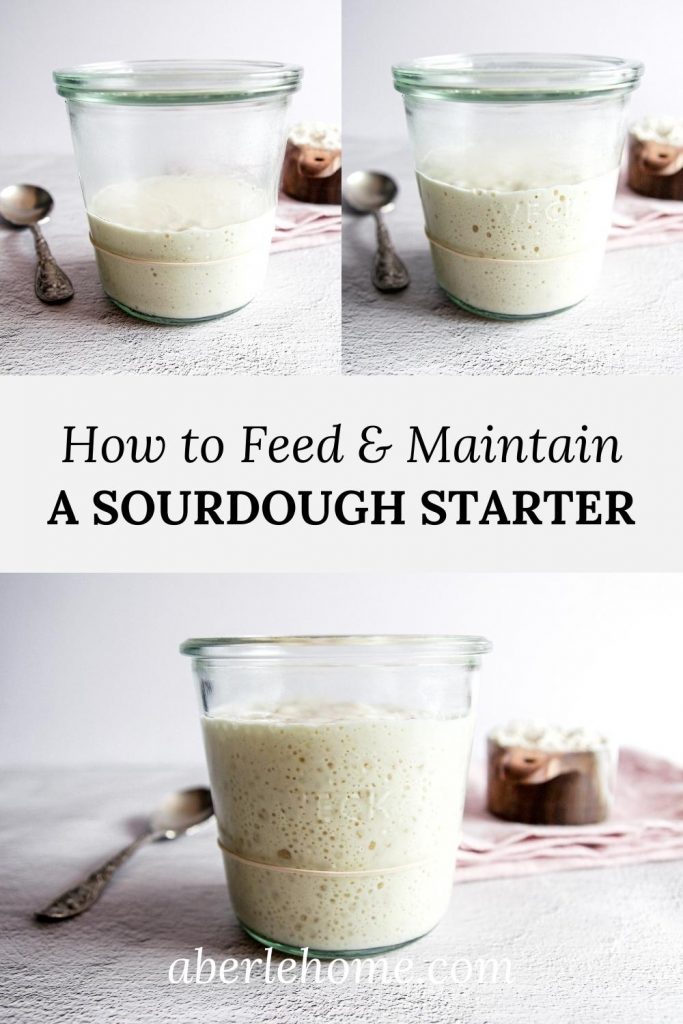 how to feed and maintain a sourdough starter pinterest image