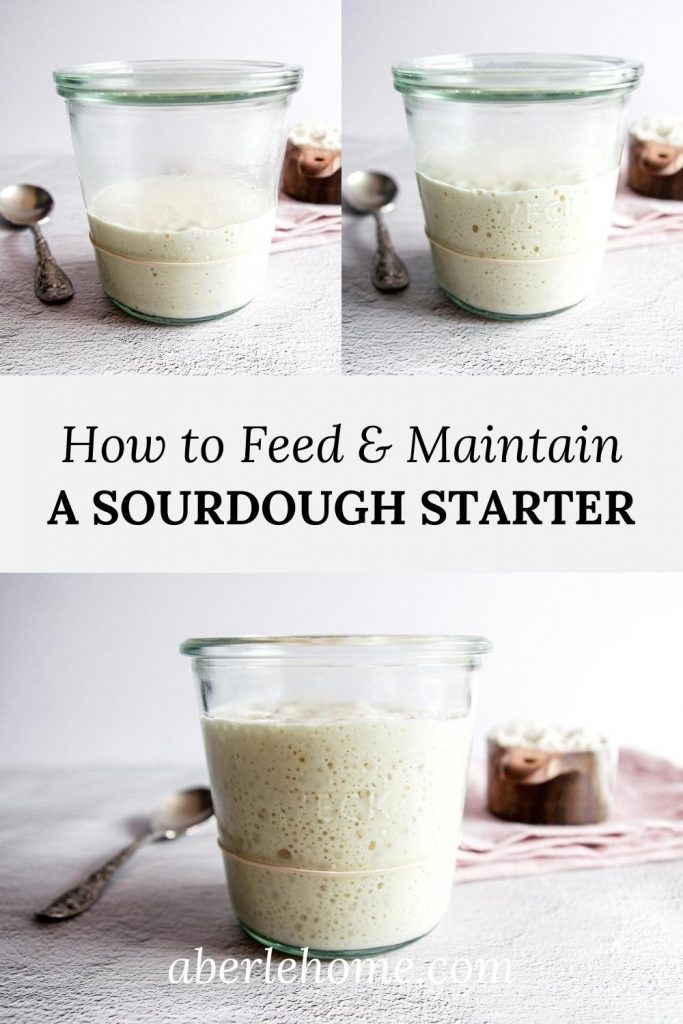 How to feed sourdough starter