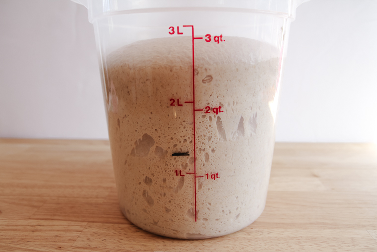 side view of the dough at the end of bulk fermentation (doubled in size)