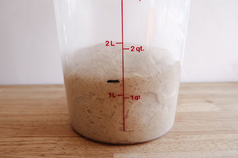 side view of the dough at the beginning of bulk fermentation