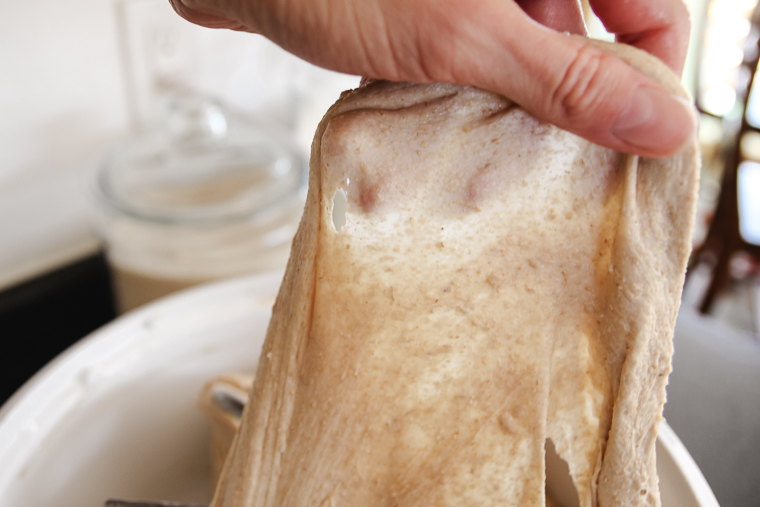 pulling the maple oatmeal sourdough bread dough into a thin windowpane