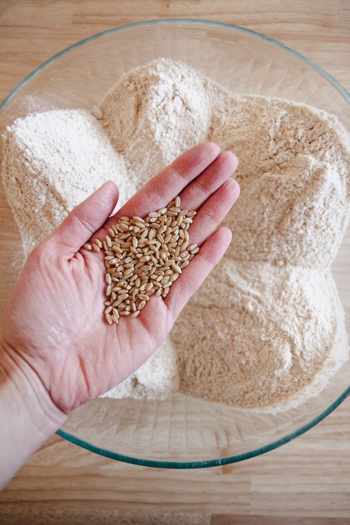 freshly milled hard white wheat flour below a hand holding hard white wheat berries