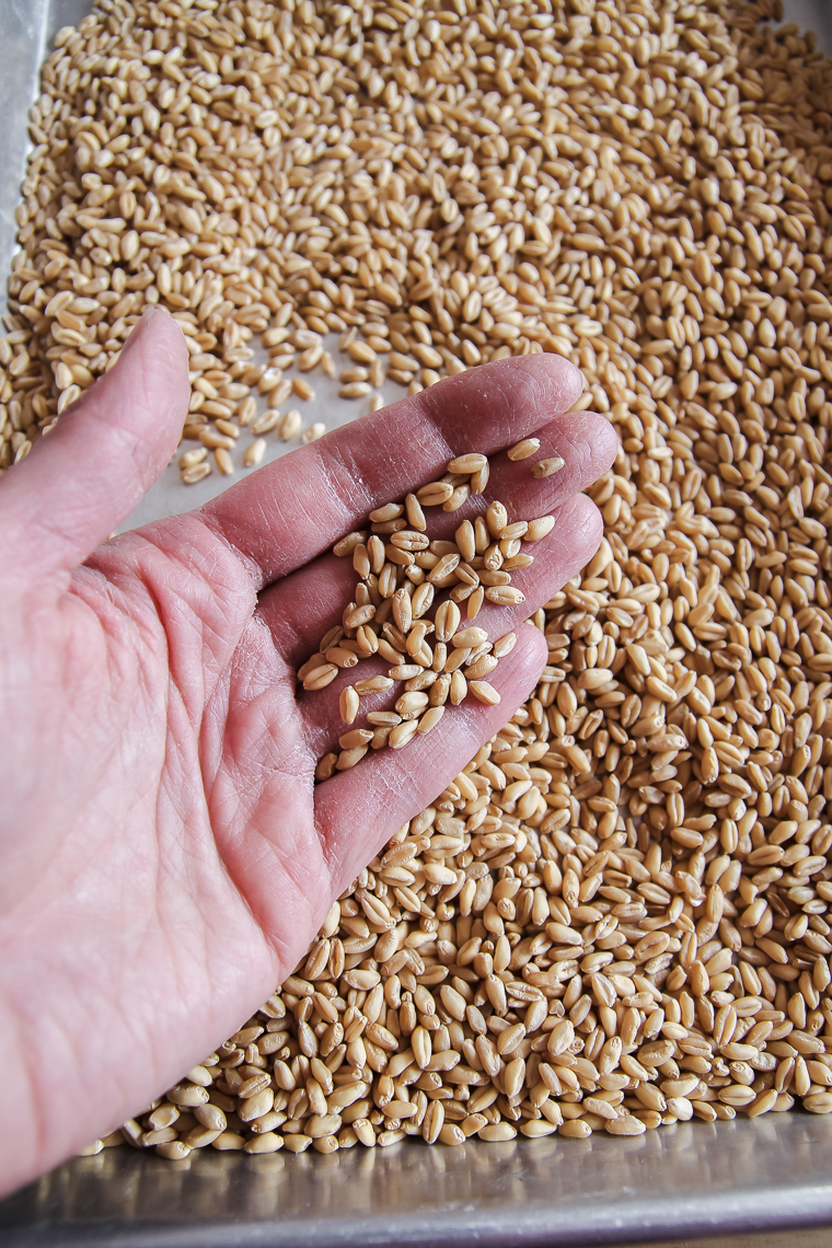 hard and soft white wheat berries ready to mill for whole wheat flour