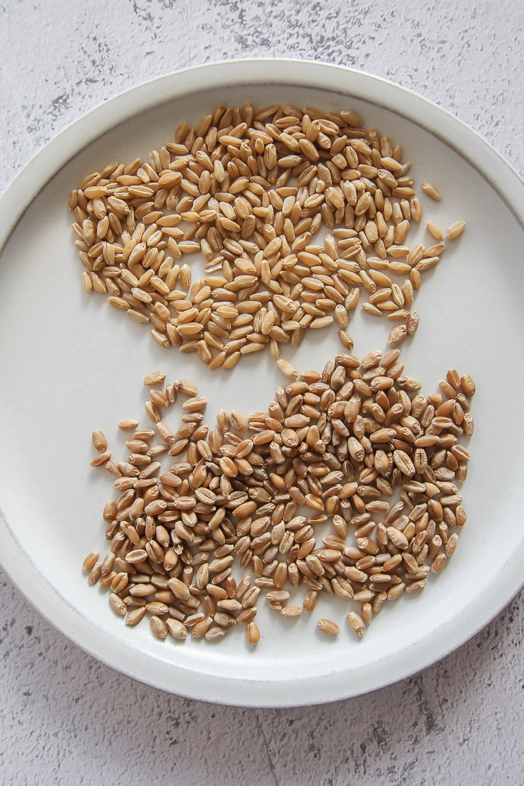 hard white wheat berries and hard red wheat berries on a white plate