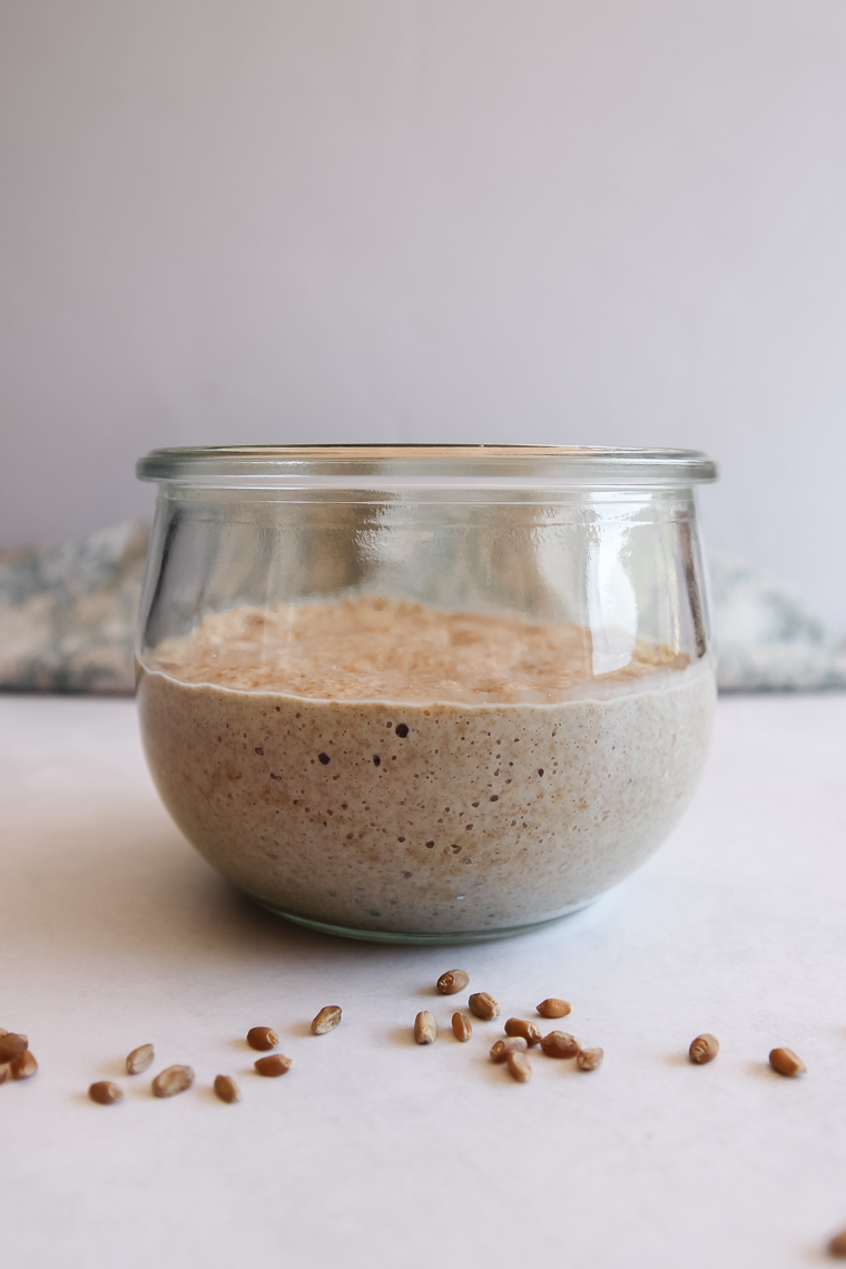 a risen whole wheat sourdough starter on day 7 of its creation