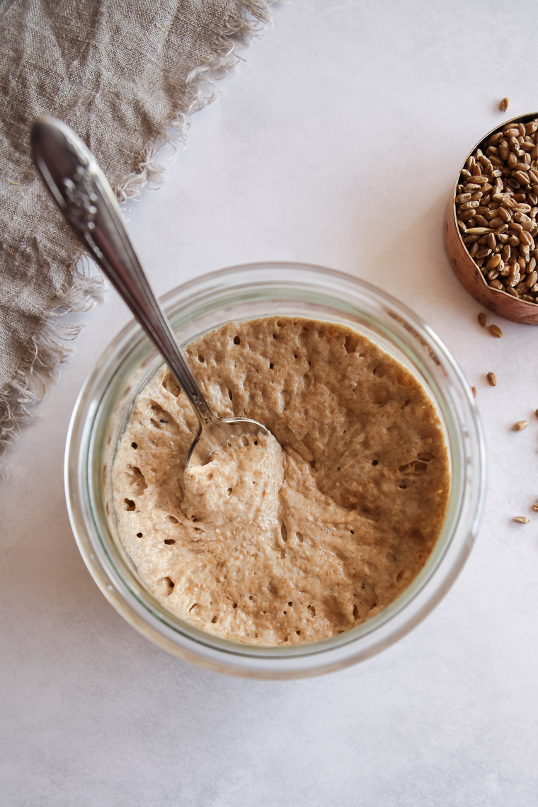 an overhead view of a whole wheat sourdoughs starter after it's been stirred to reveal the air bubbles