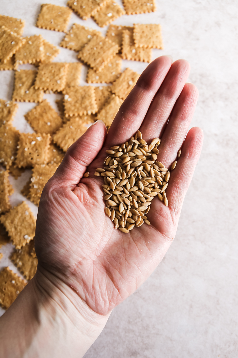 a hand holding whole einkorn wheat berries before milling into flour for baking